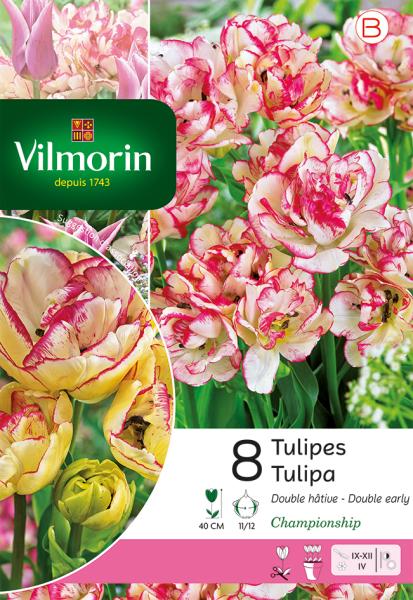 Bulbes à fleurs à planter à l'automne - Tulipe Double Hâtive Championship - face recto